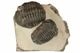 Two Austerops Trilobites - Jorf, Morocco #186751-2